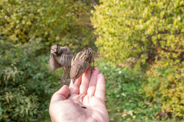 Sparrow eats seeds from a man's hand