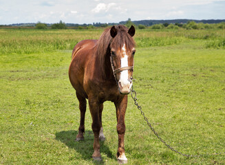 Lone brown horse grazing in the meadow