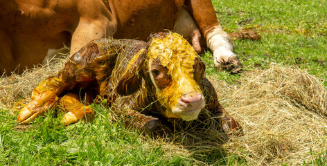 A 5 minute old newborn calf is lying on its side next to its cow mother.