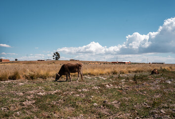 cows in the field