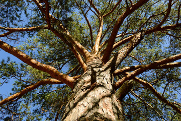 Bottom view of a branched trunk of a large old pine