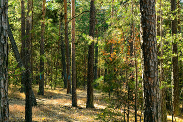 Naklejka premium Pine trees with green needles in a dense autumn forest