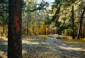 Pine trunk with a red mark in the autumn forest flooded with sunlight