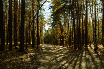 Shadows from the trees and sunlight fall on the path in the autumn forest