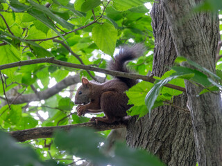 夏のエゾリス（北海道夕張市）