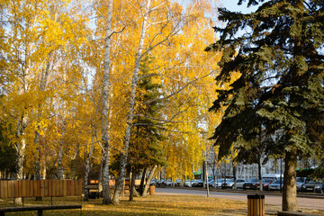 Tall lush yellow birch and other trees in the city park