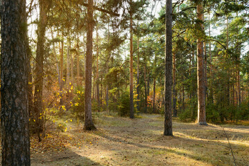 Trunks of pine trees in the rays of the evening sun in the autumn forest