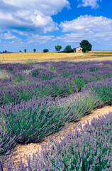 Fototapeta na wymiar scenic lavender field in the provence