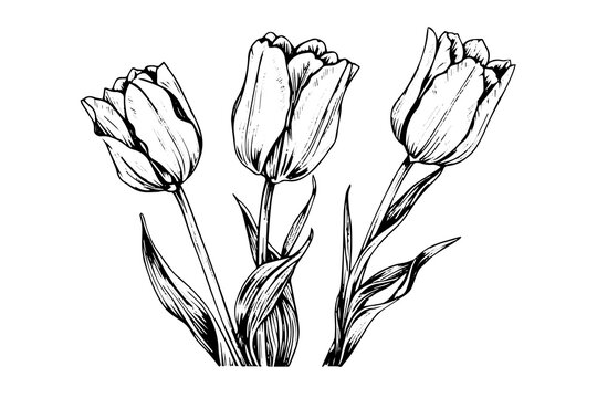 Hand drawn art of tulips branches. Flower isolated on white background. Vintage vector illustration