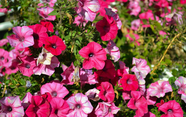 Lots of bright pink Petunia flowers in close-up