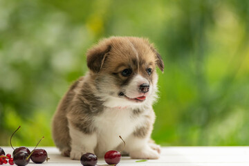 Cute Welsh Corgi Pembroke puppy poses in summer on a green lawn