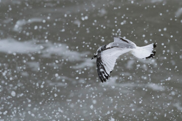Black-legged Kittiwake (Rissa tridactyla) juvenile in flight above a rough sea with water splatters