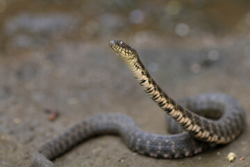 Dice Snake (Natrix tessellata) in curious pose