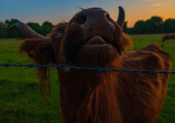 Karmiona Szkocka krowa Highland Cattles na pastwisku, łące o zachodzie słońca. - obrazy, fototapety, plakaty