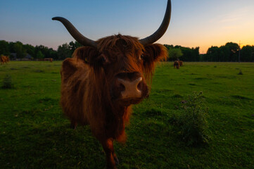 Karmiona Szkocka krowa Highland Cattles na pastwisku, łące o zachodzie słońca.