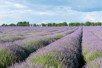 Naklejka na ściany i meble Lavender field against a clear sky