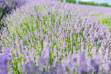 Fototapeta premium Beautiful lavender colors during the flowering season