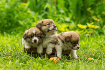 Corgi puppies sit in a wooden crate on a green lawn in the summertime