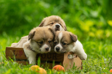 Corgi puppies sit in a wooden crate on a green lawn in the summertime