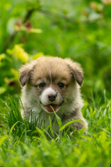 A Welsh corgi puppy plays on a green lawn in summer