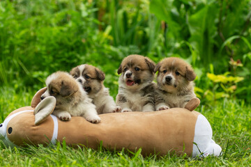 Welsh corgi puppies standing on a large toy together