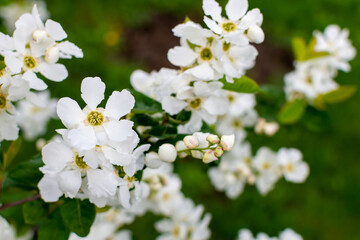 Obraz na płótnie Canvas Tree branch with beautiful white flowers