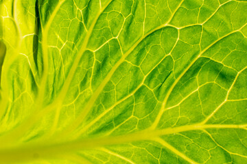 The structure of the green cabbage leaf in the sun