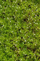 Carpet of grass with small white flowers
