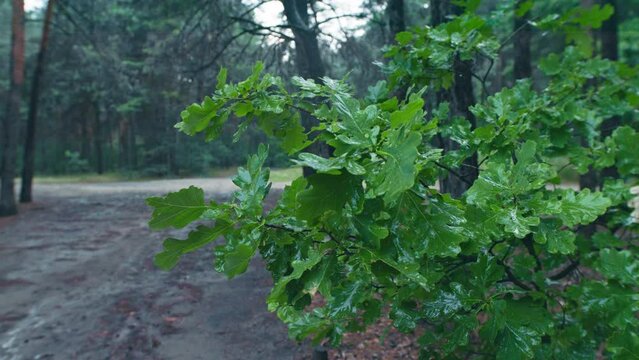 Rain drop storm wet forest weather cloud branch tree puddle