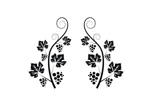 Decoration grapevine, vine canes and grapes. grape vine silhouette. vector illustration