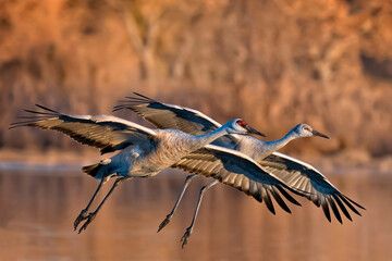 Male and female sandhill cranes flying together at Bosque del Apache, New Mexico