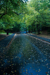 Naklejka premium People walking the roads of a damp park.