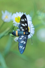 one small black moth sits on a white flower of a plant on a green background in a wild summer nature