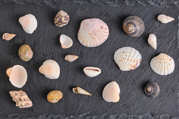 Clam shells and shells slate background.