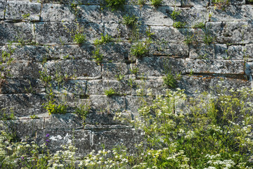 the old ancient stone wall of the fortress is overgrown with grass in places