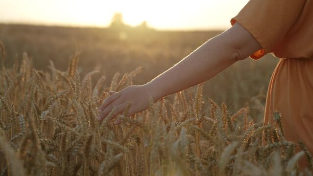 Middle aged woman touches lot of ripe ears in field at sunset, slow motion. Rich harvest of grain crops before harvesting in autumn, close-up. Concept of food crisis, successful agribusiness.
