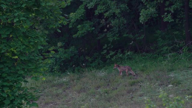 Red Fox in natural environment (Vulpes vulpes) - (4K)
