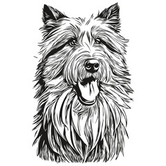 Bearded Collie dog realistic pet illustration, hand drawing face black and white vector