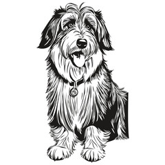 Bearded Collie dog engraved vector portrait, face cartoon vintage drawing in black and white ready t shirt print