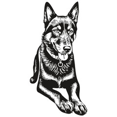 Beauceron dog vector graphics, hand drawn pencil animal line illustration