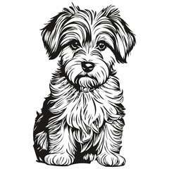 Dandie Dinmont Terriers dog isolated drawing on white background, head pet line illustration sketch drawing