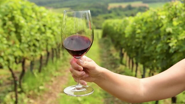 Glass of red wine with green bright vineyard background