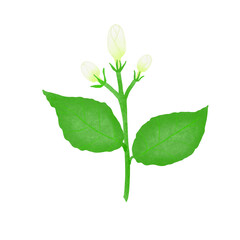 Love flower