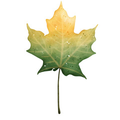 Fototapeta premium Watercolor Fall Leaf Illustration Isolated on Transparent Background