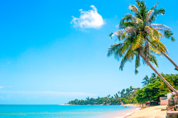 Tropical seascape. Tall palm trees lean over the blue sea with a sandy beach. Travel and tourism