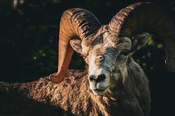 Bighorn sheep ram