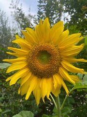 sunflower in the field