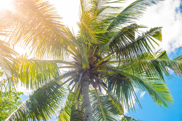 Fototapeta premium The top of the coconut palm against the background of the sky with clouds and the sun. Tropical background