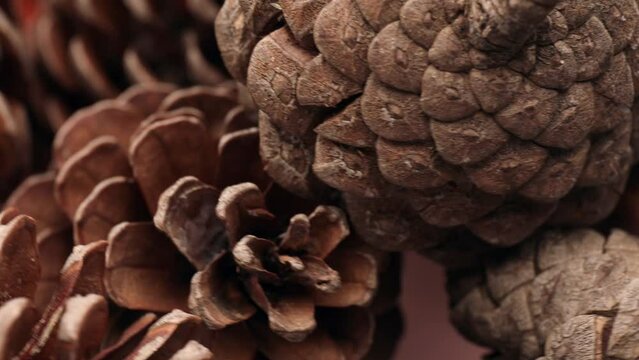 pine cone, rotation in circle. Christmas paraphernalia, Turning. selective focus.	

