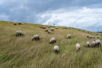 Schafe auf dem Seedeich